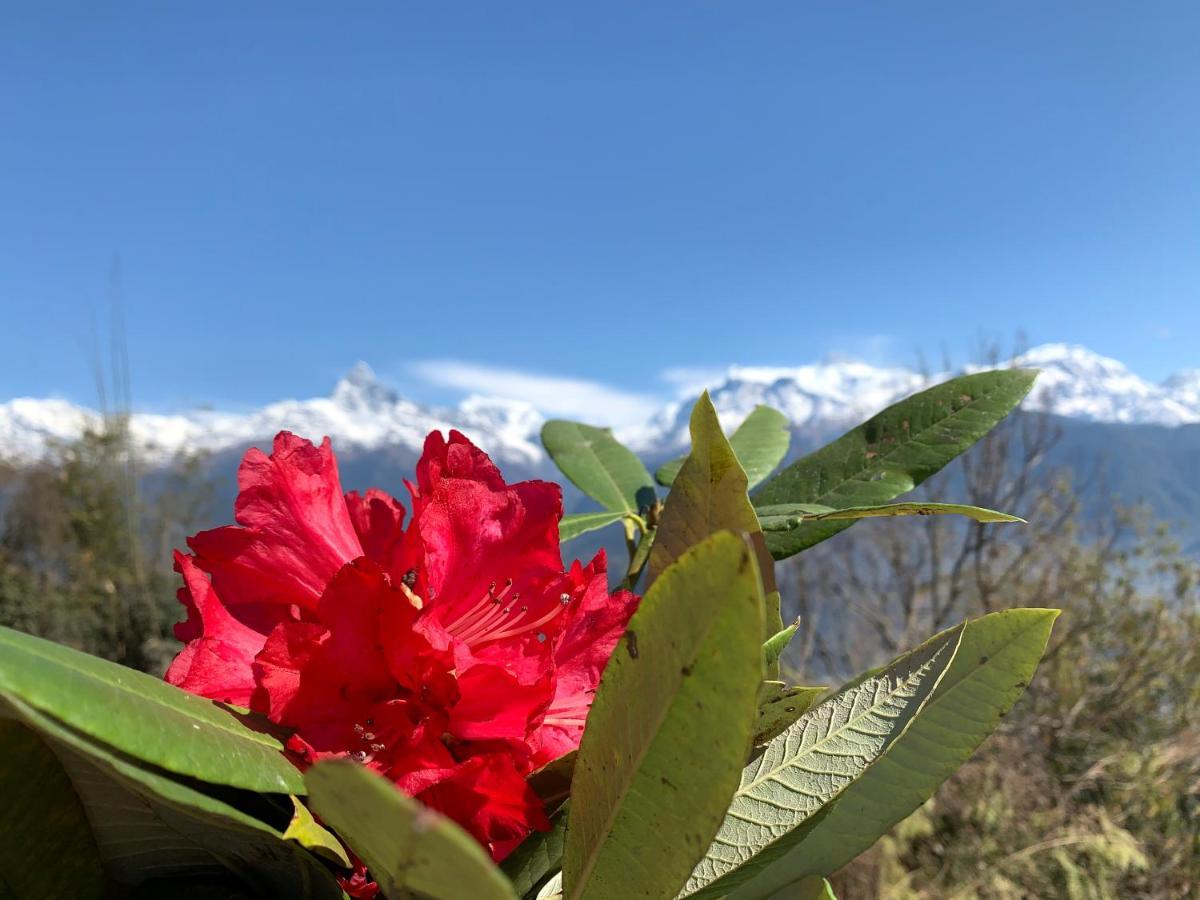 Hotel Pristine Himalaya بوكْرا المظهر الخارجي الصورة
